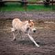Young Horse running around