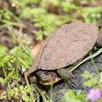 Reptiles and Amphibians  Photos