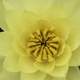 Macro of Yellow Flower