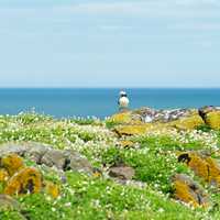 Puffin landscape in the shoreside landscape
